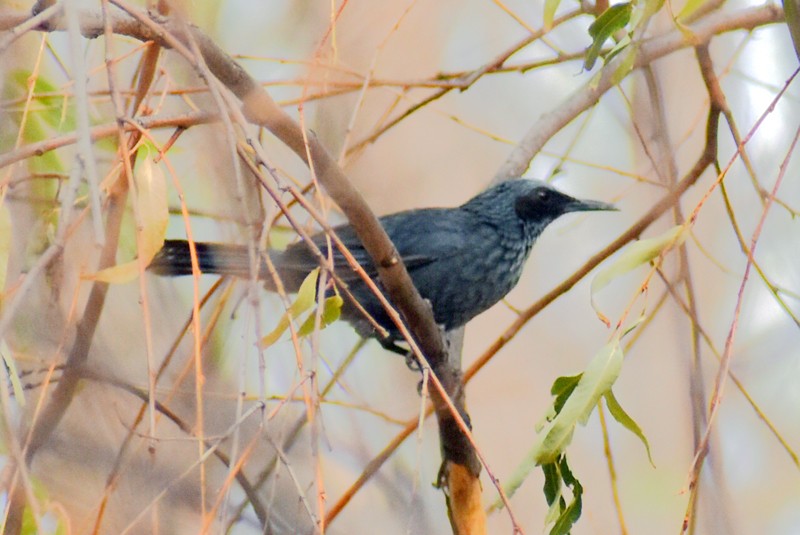 Mulato Azul - ML620423603