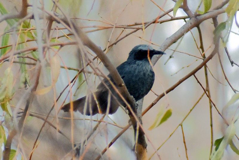 Blue Mockingbird - Adrian Romo Garcia