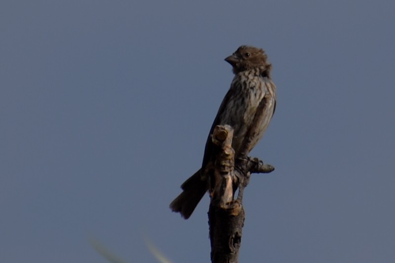 House Finch - ML620423611