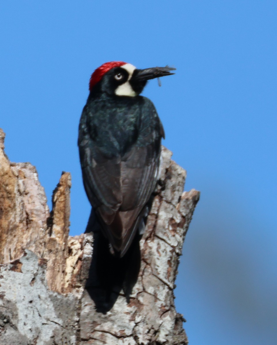 Acorn Woodpecker - ML620423618