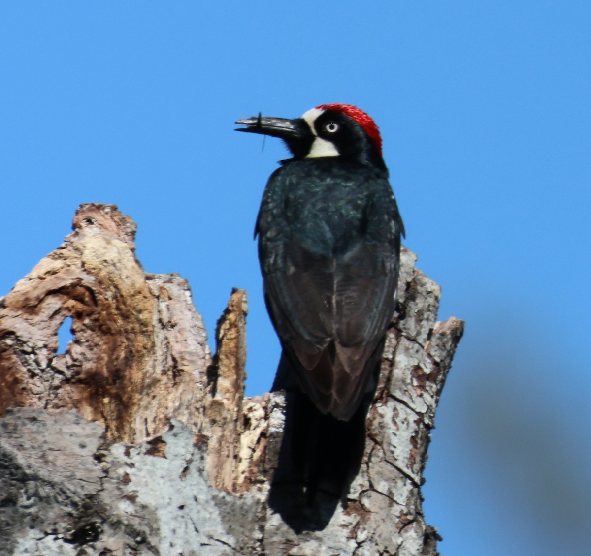 Acorn Woodpecker - ML620423619