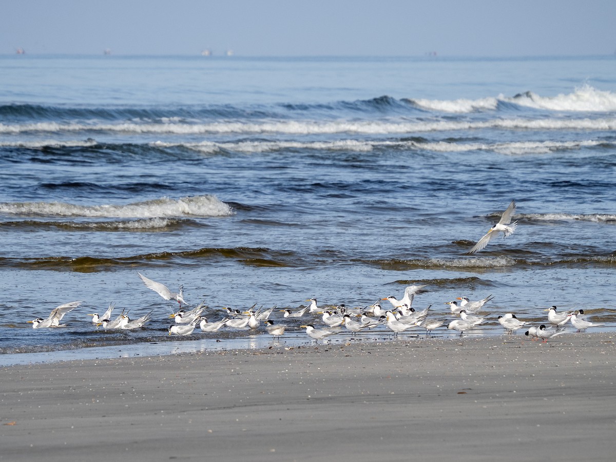 Sandwich Tern - ML620423626