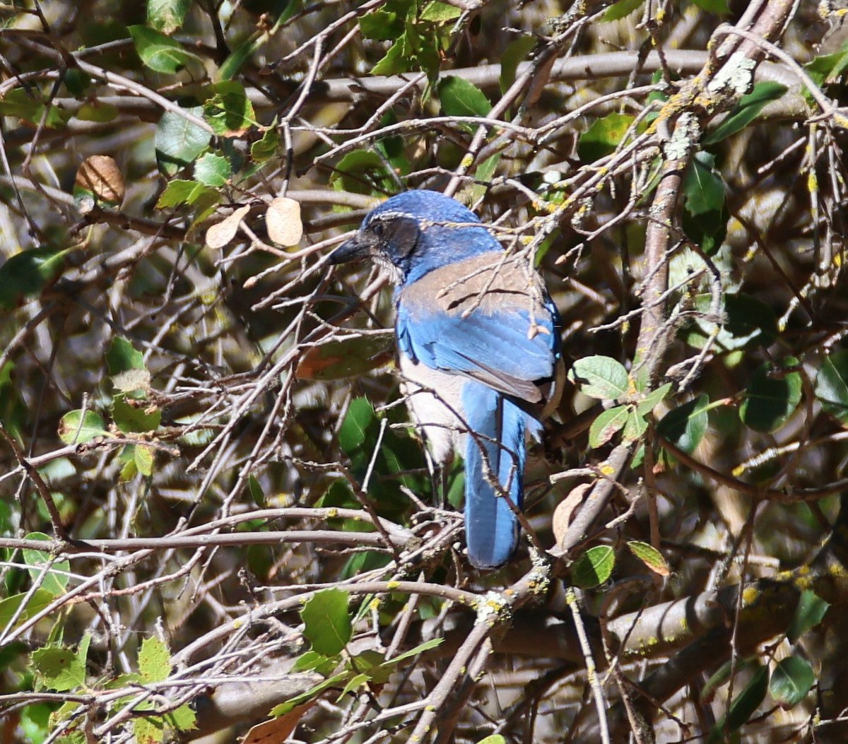 California Scrub-Jay - ML620423628