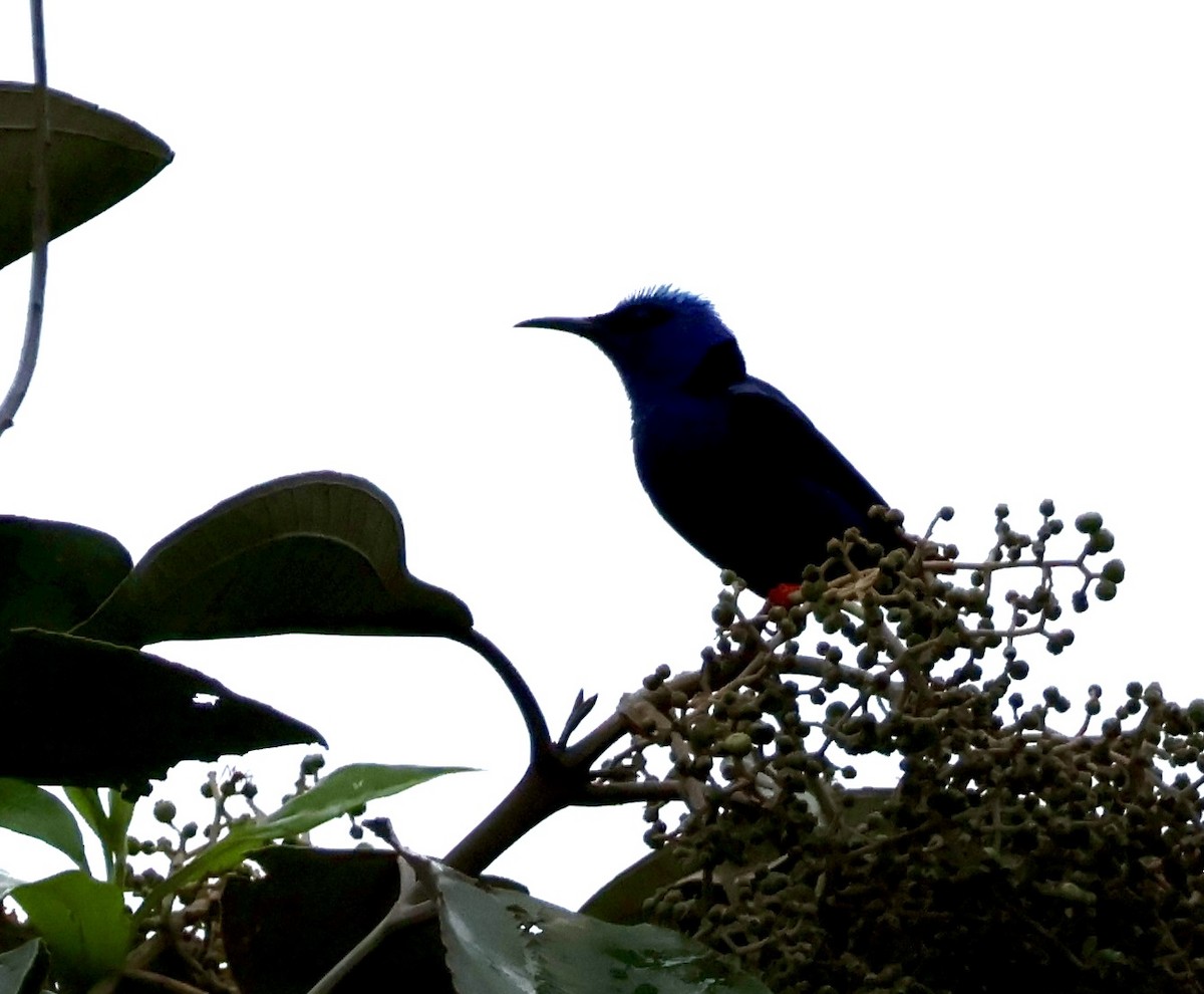 Red-legged Honeycreeper - ML620423632