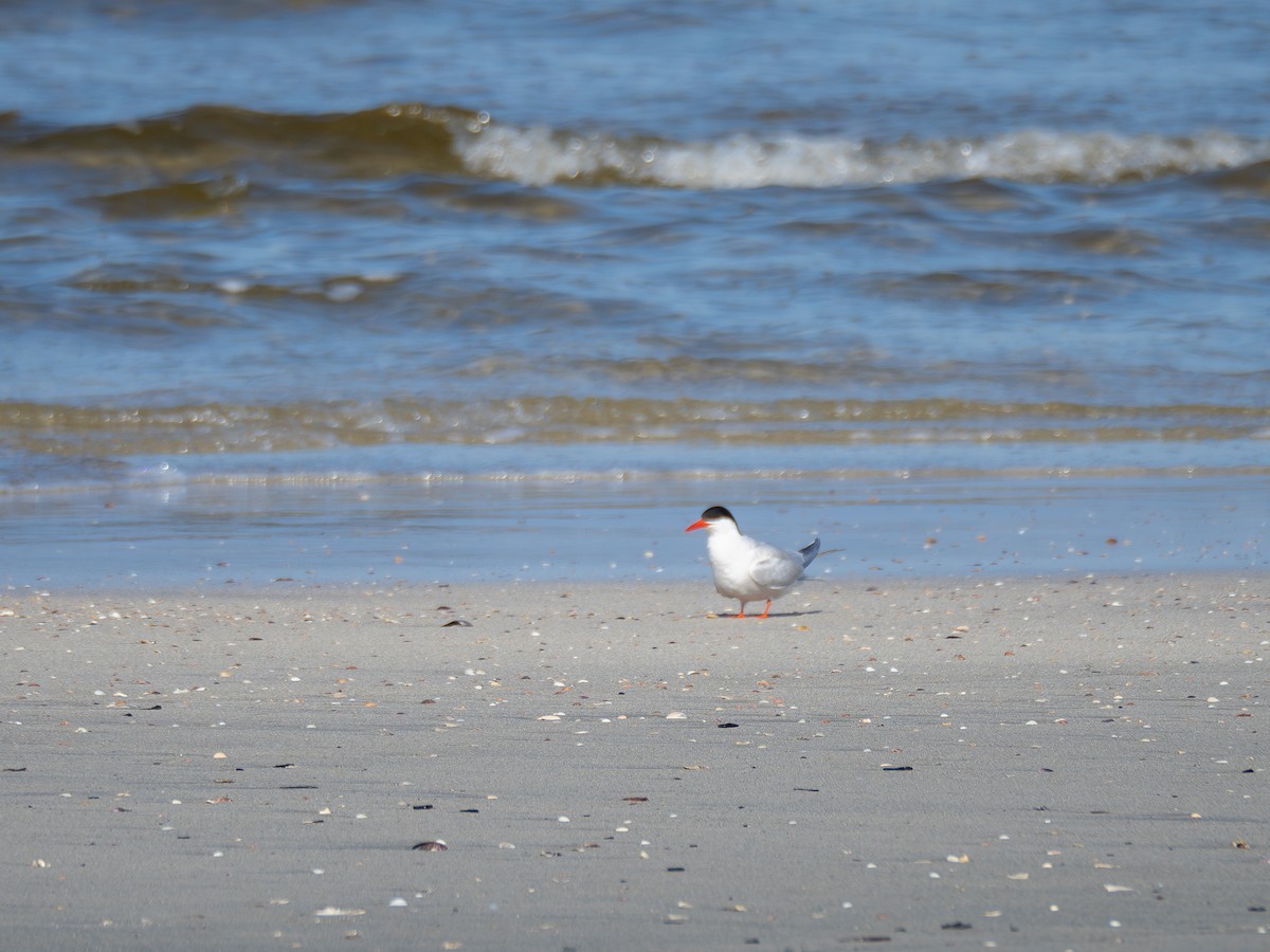 South American Tern - ML620423636