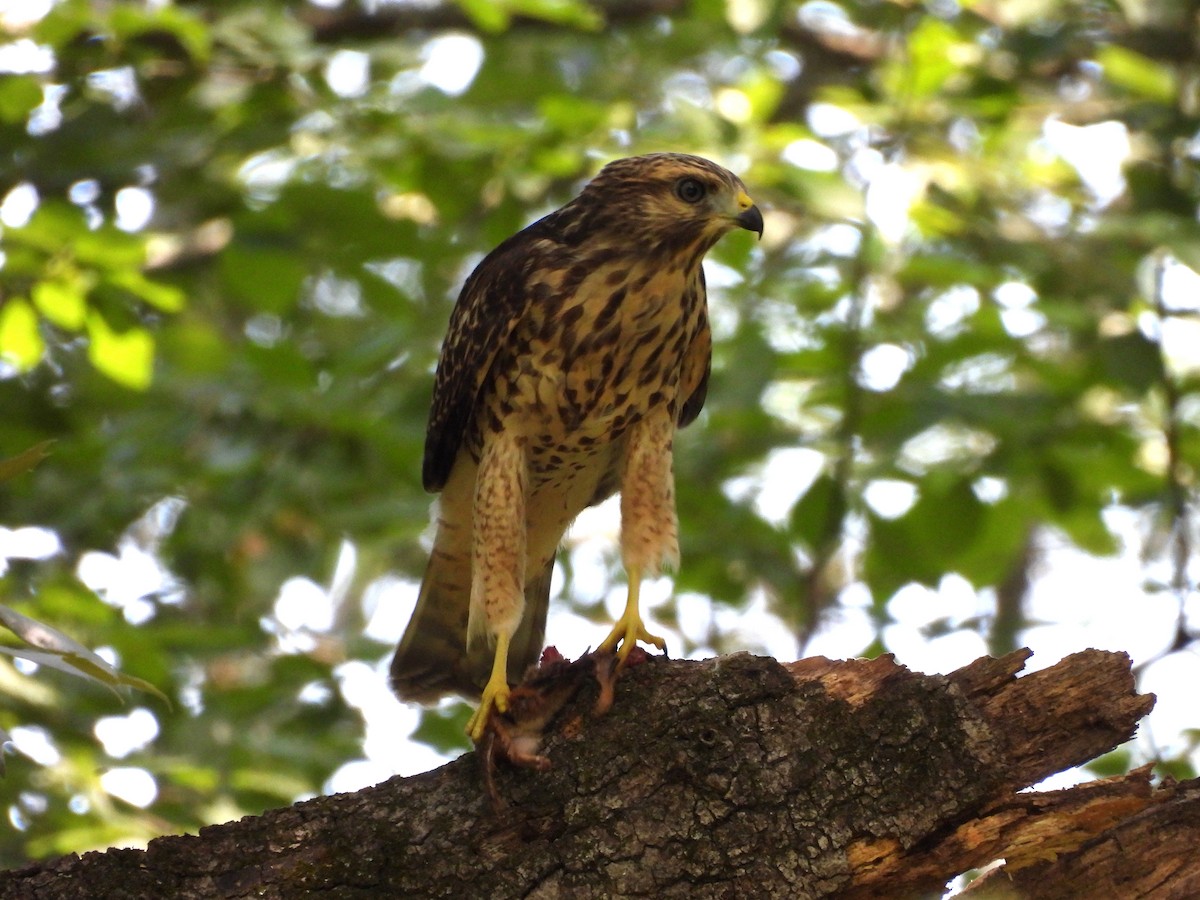 Red-shouldered Hawk - ML620423642