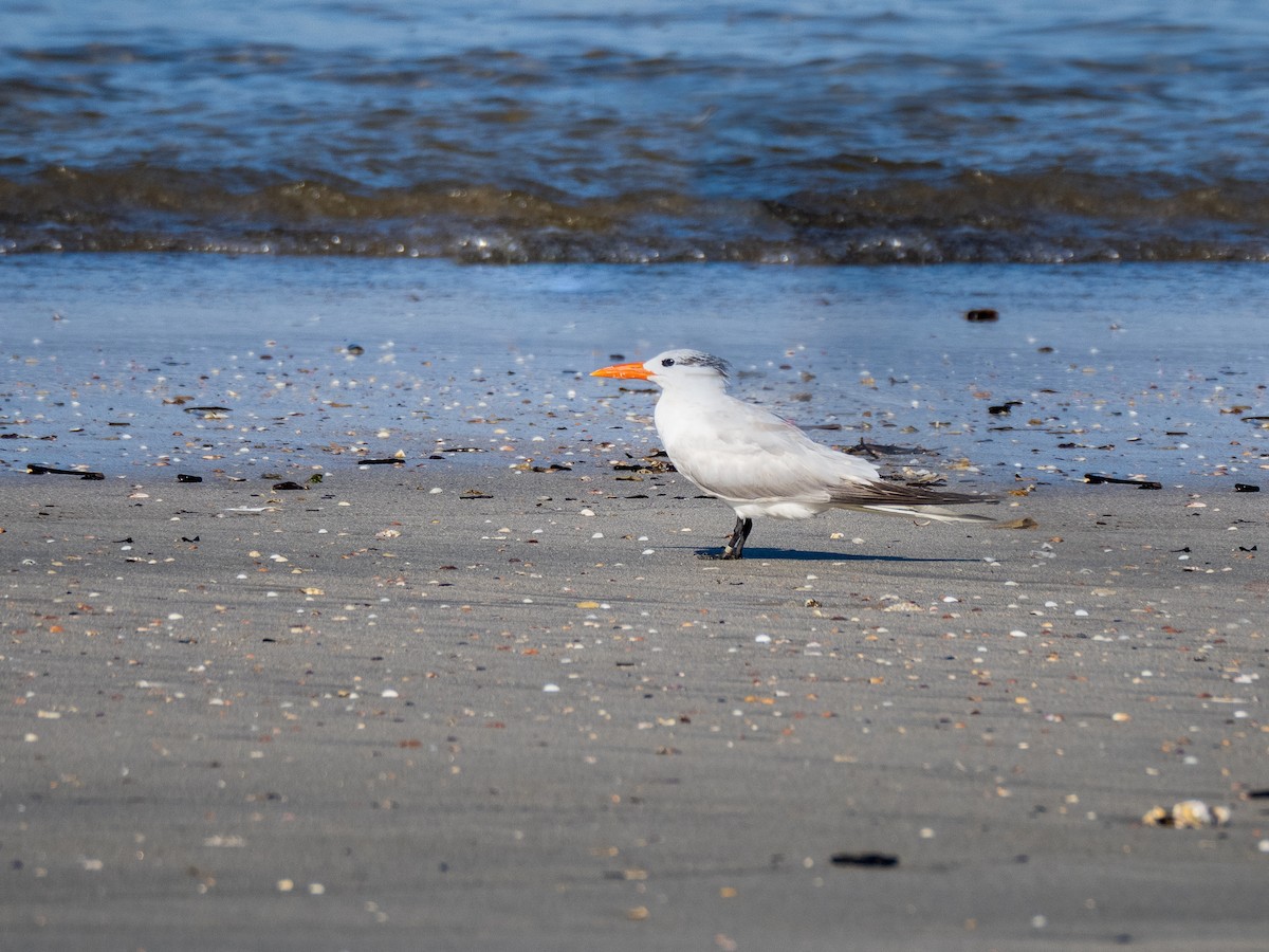 Royal Tern - ML620423649