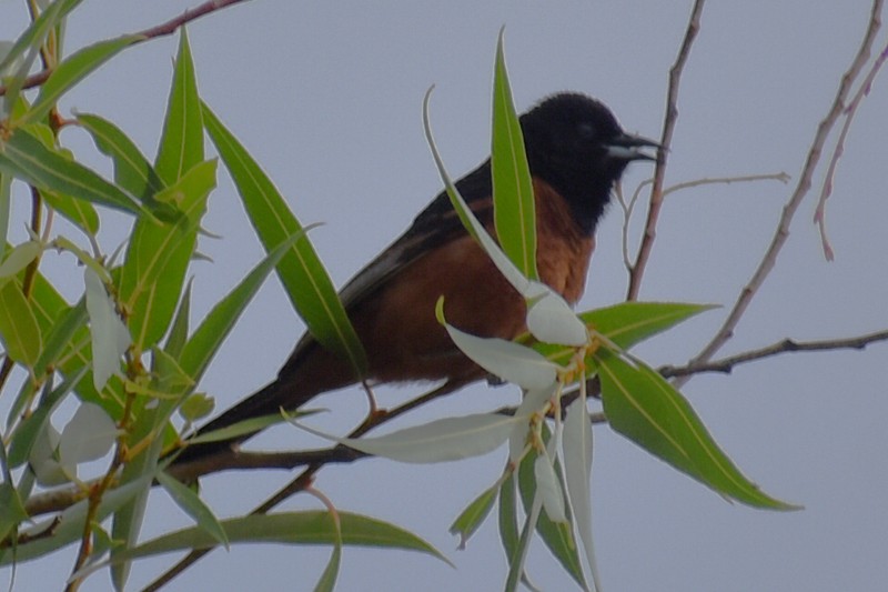 Orchard Oriole - ML620423651