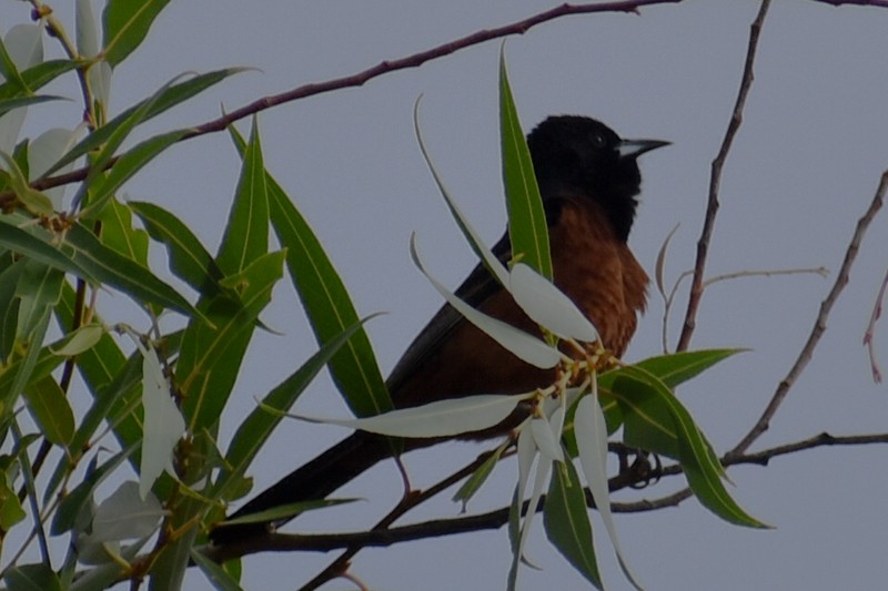 Orchard Oriole - ML620423652