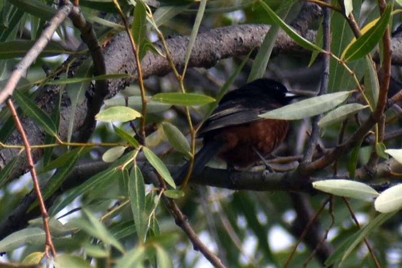 Orchard Oriole - ML620423653