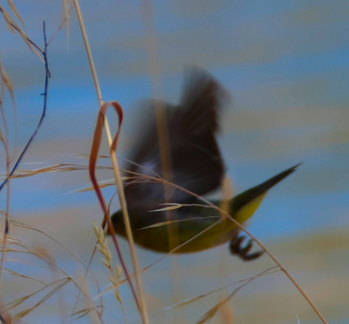 Lesser Goldfinch - ML620423655