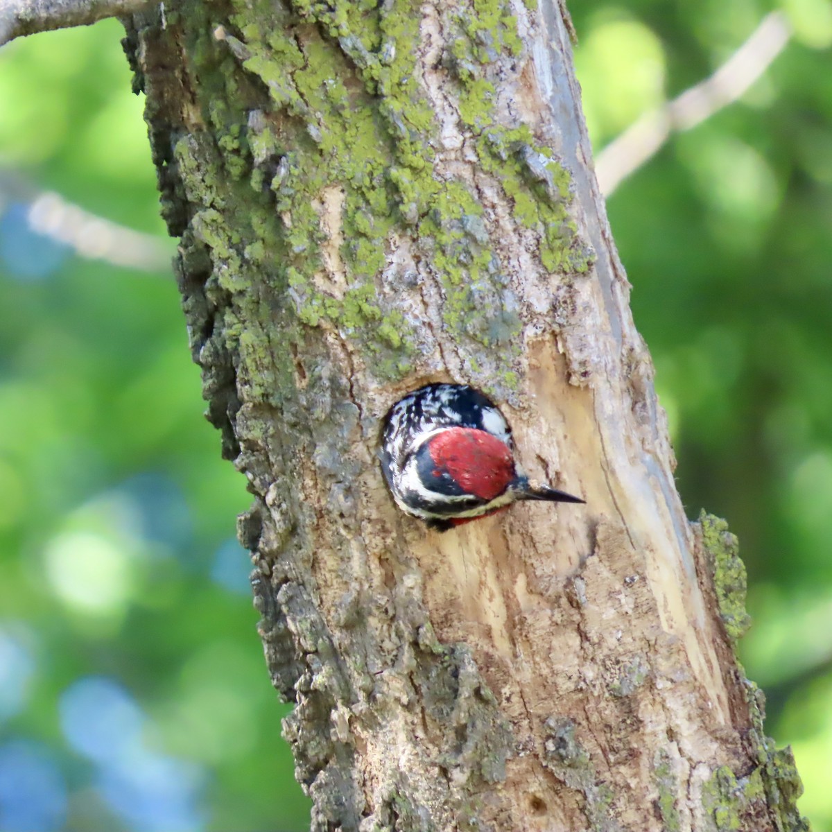 Yellow-bellied Sapsucker - ML620423660