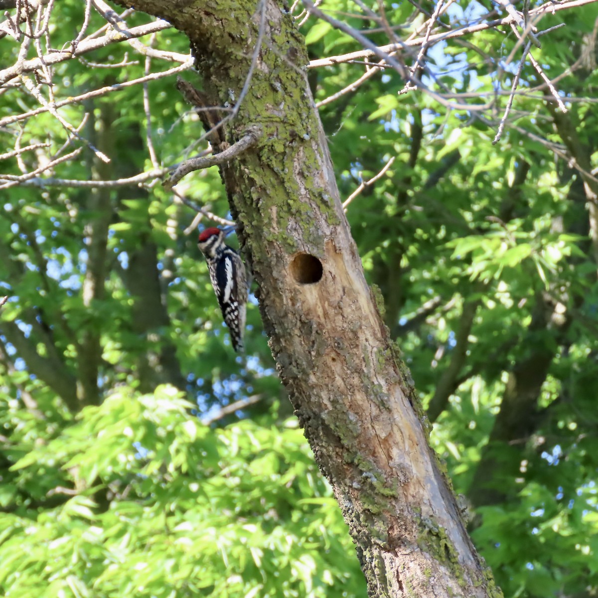 Yellow-bellied Sapsucker - ML620423662