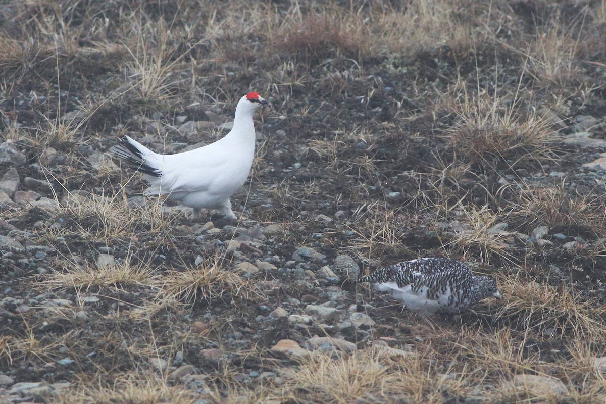 Rock Ptarmigan - ML620423669