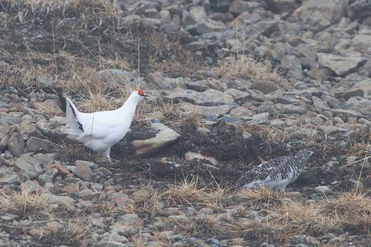 Rock Ptarmigan - ML620423670