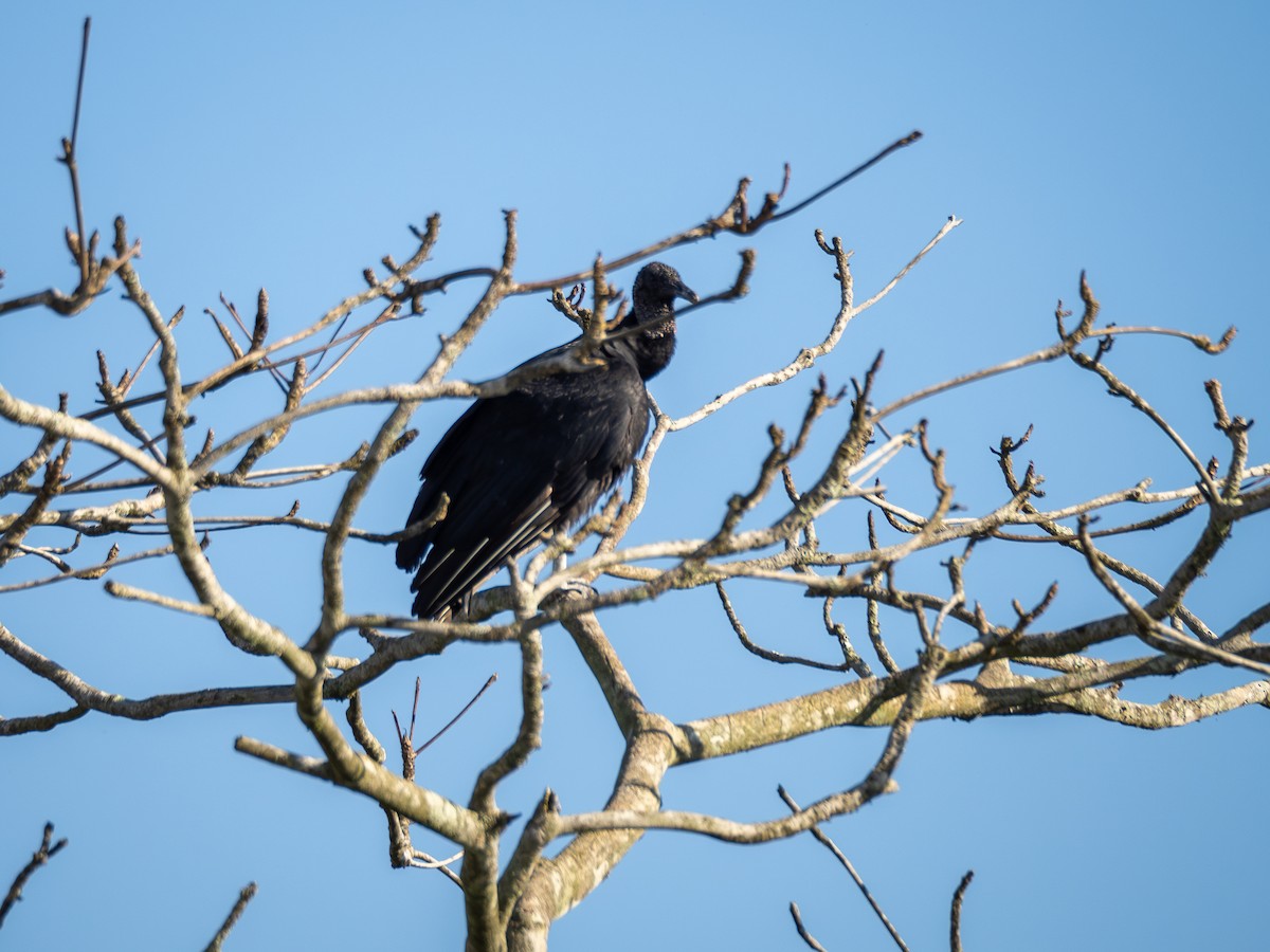 Black Vulture - ML620423672