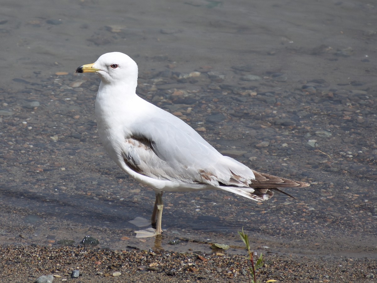 Ring-billed Gull - ML620423675