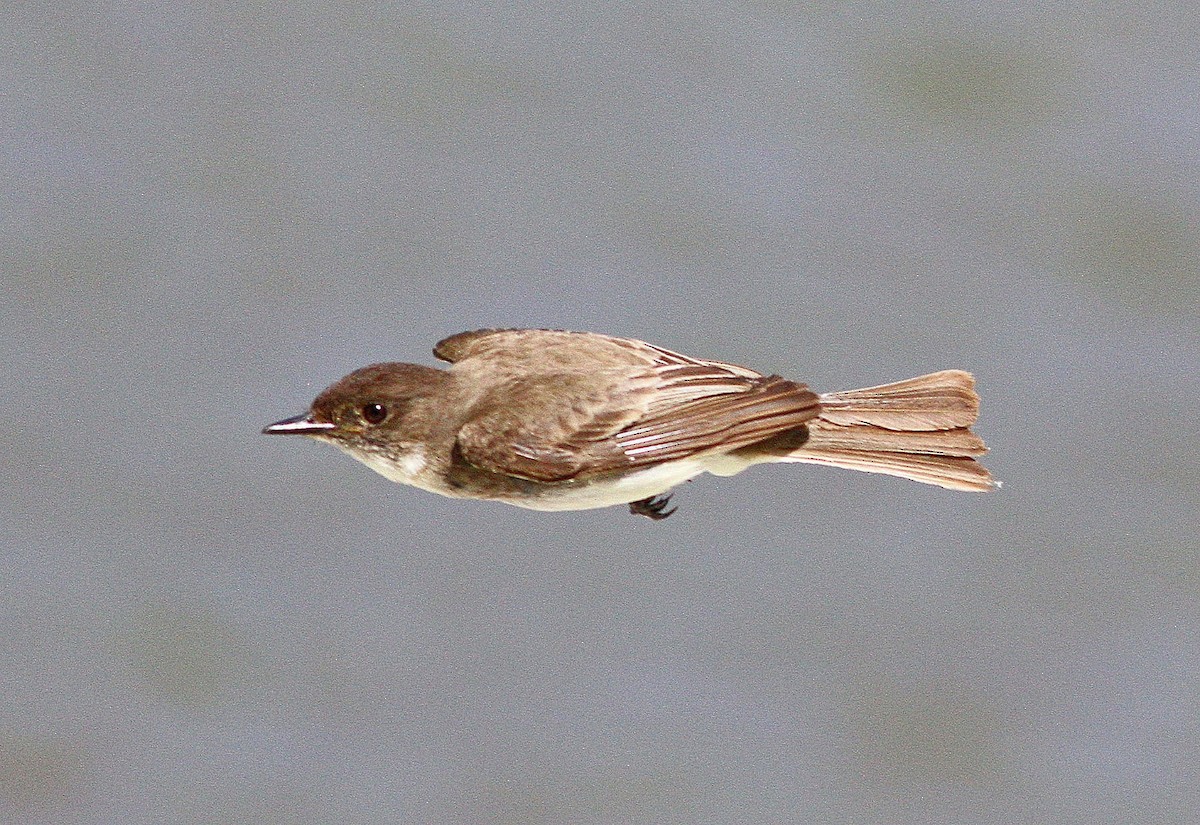 Eastern Phoebe - ML620423677