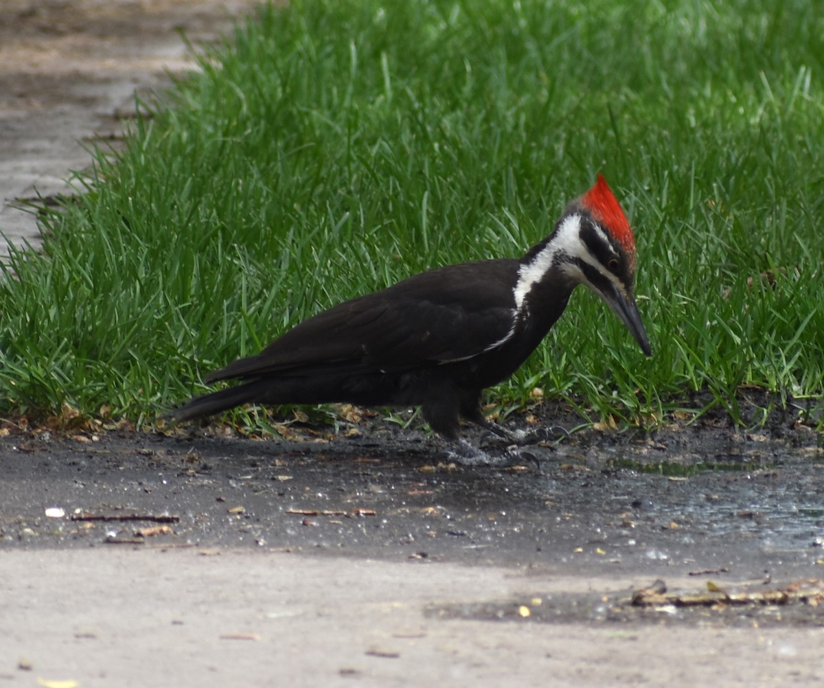 Pileated Woodpecker - ML620423680