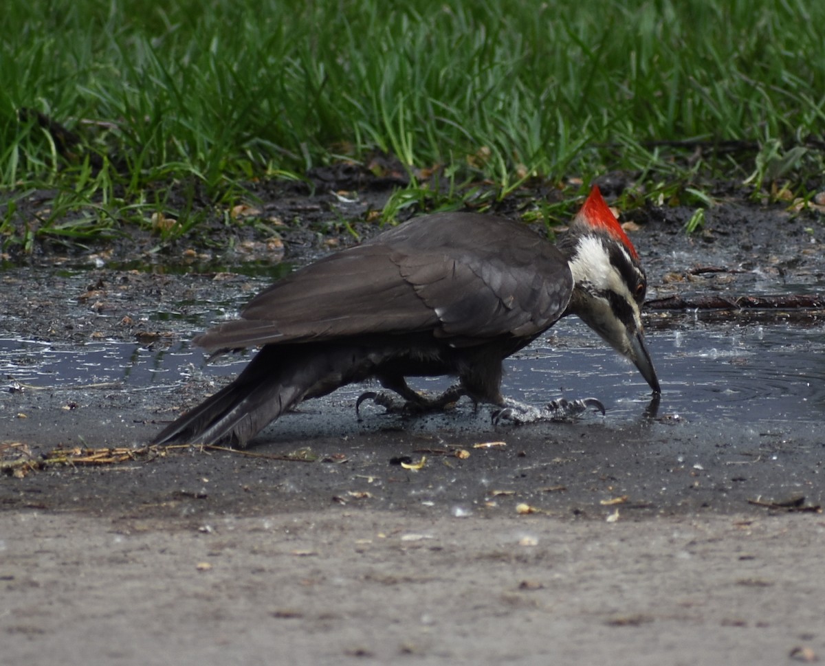 Pileated Woodpecker - ML620423682