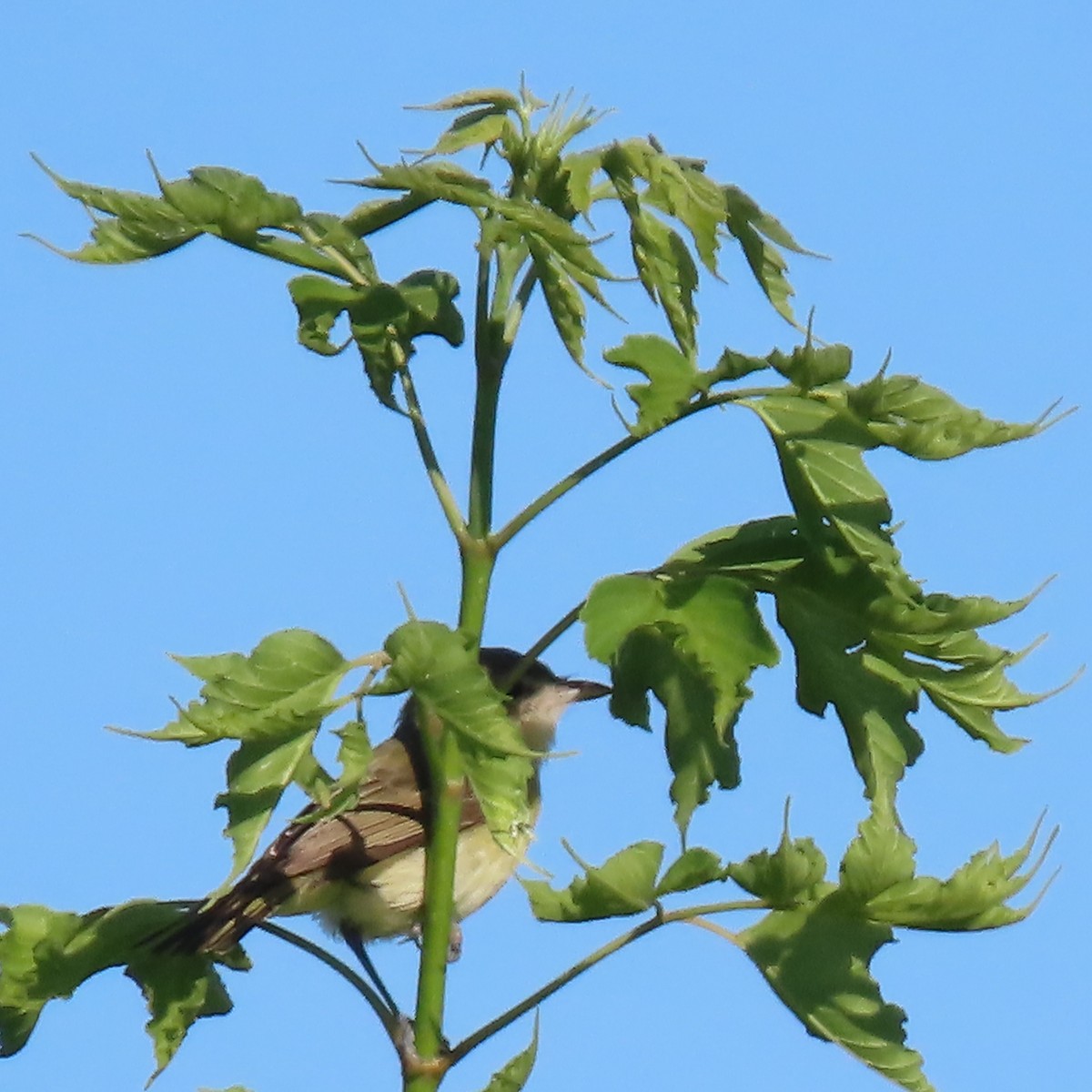 Braunaugenvireo - ML620423683