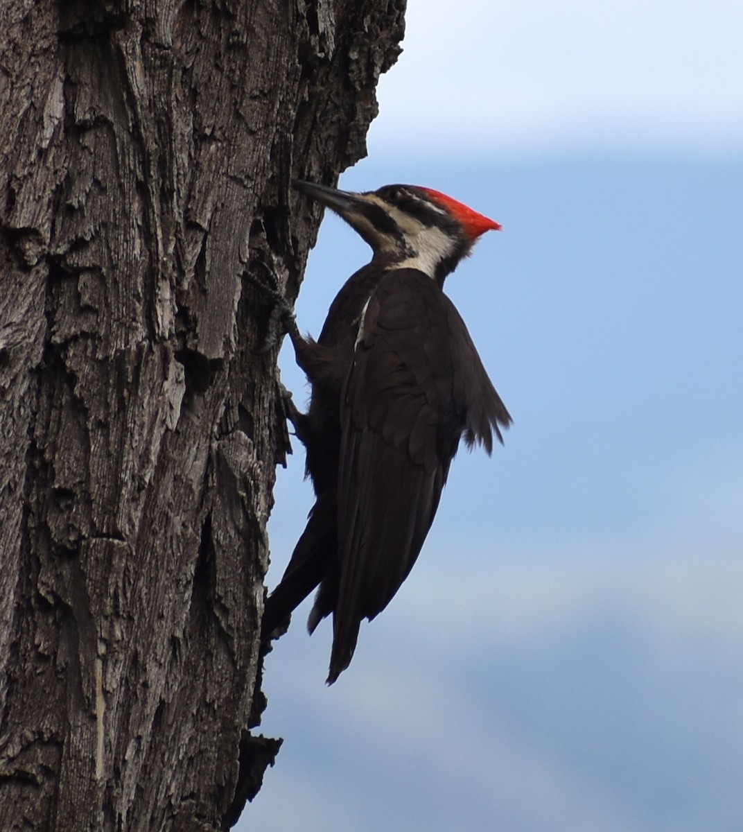 Pileated Woodpecker - ML620423684