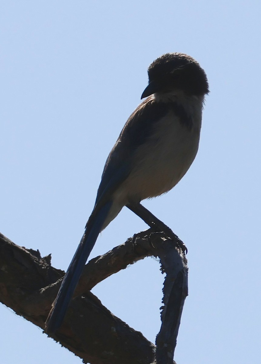 Great-tailed Grackle - ML620423685