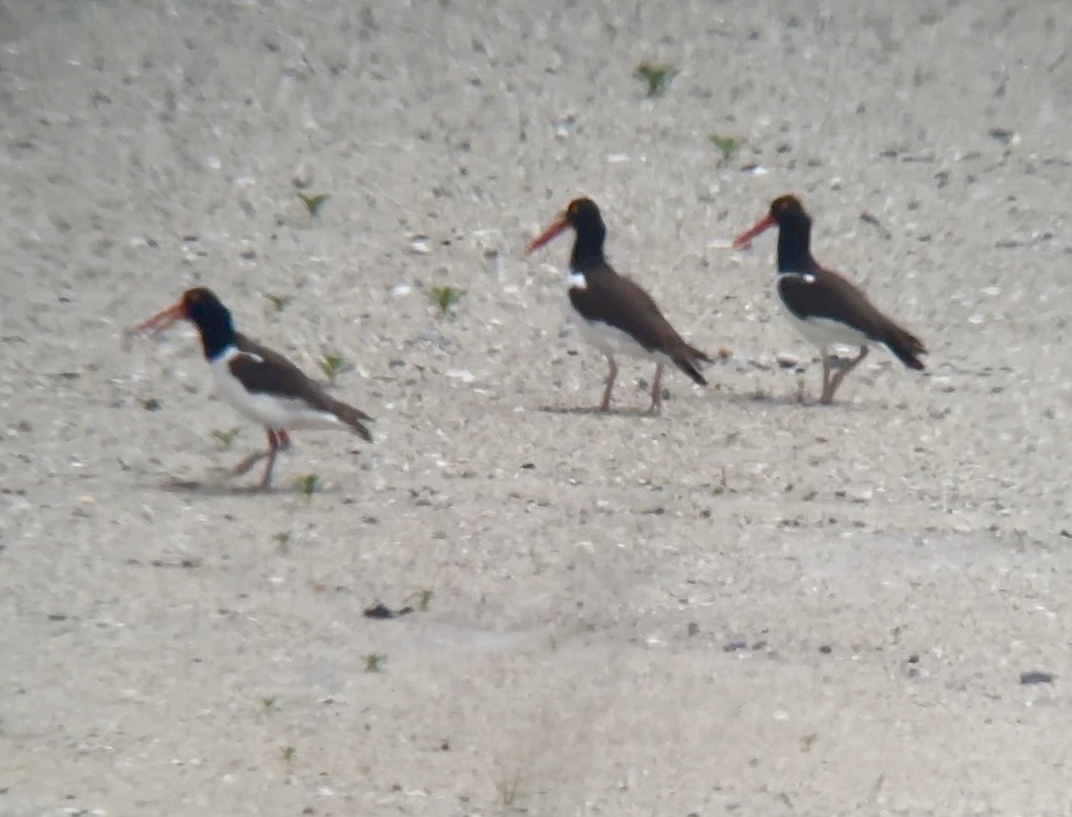 American Oystercatcher - ML620423687