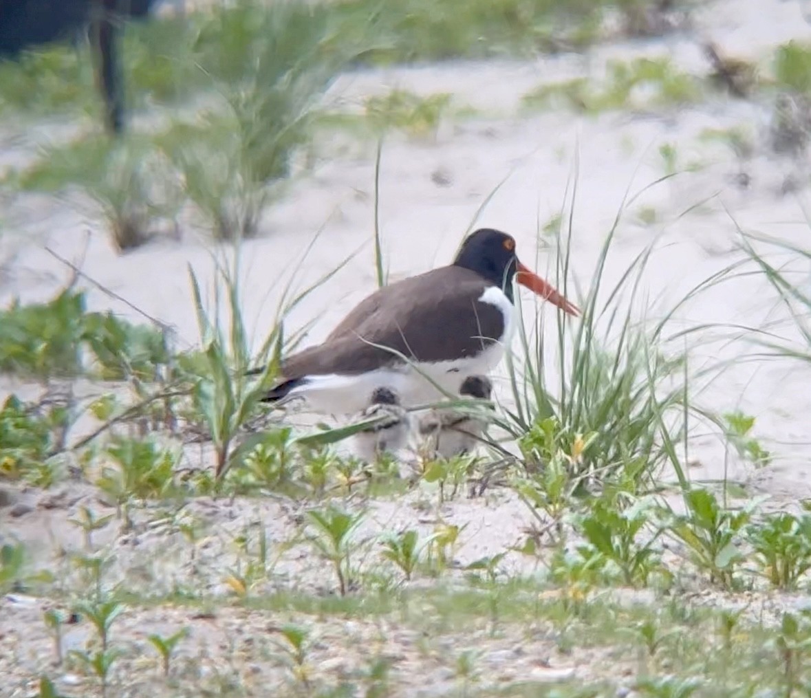 American Oystercatcher - ML620423689