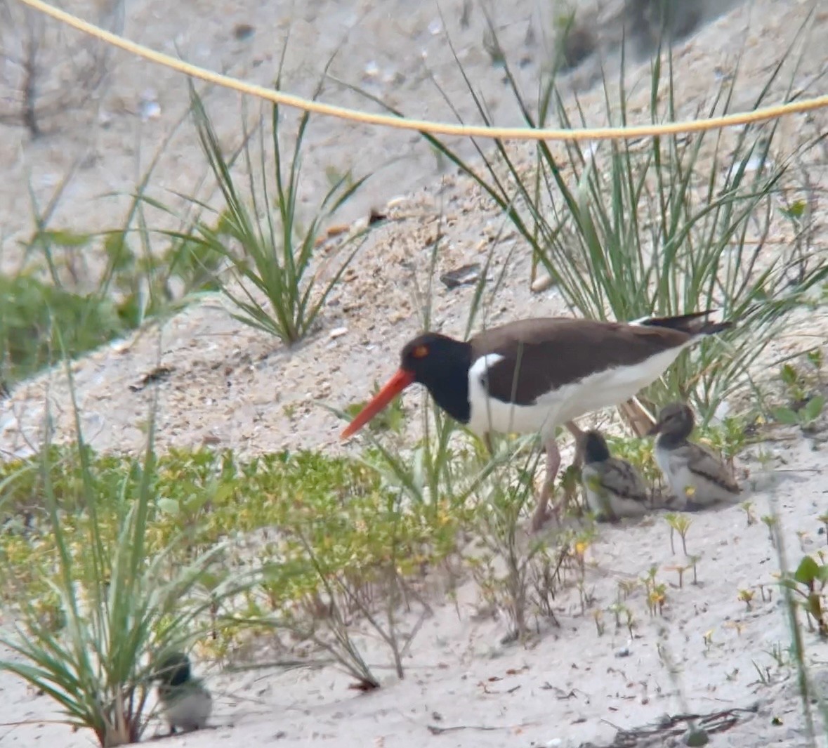 American Oystercatcher - ML620423691