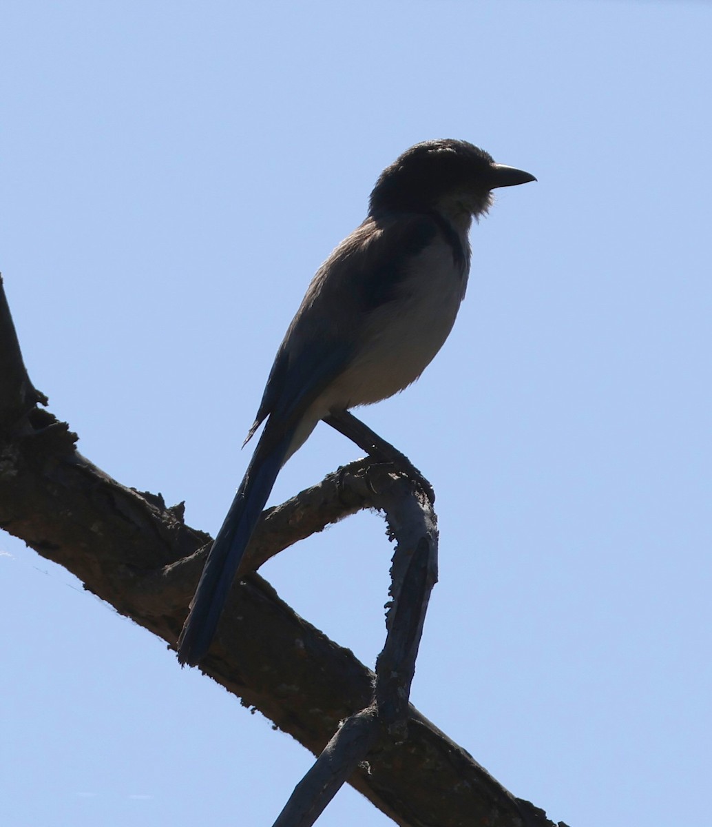 Great-tailed Grackle - ML620423693