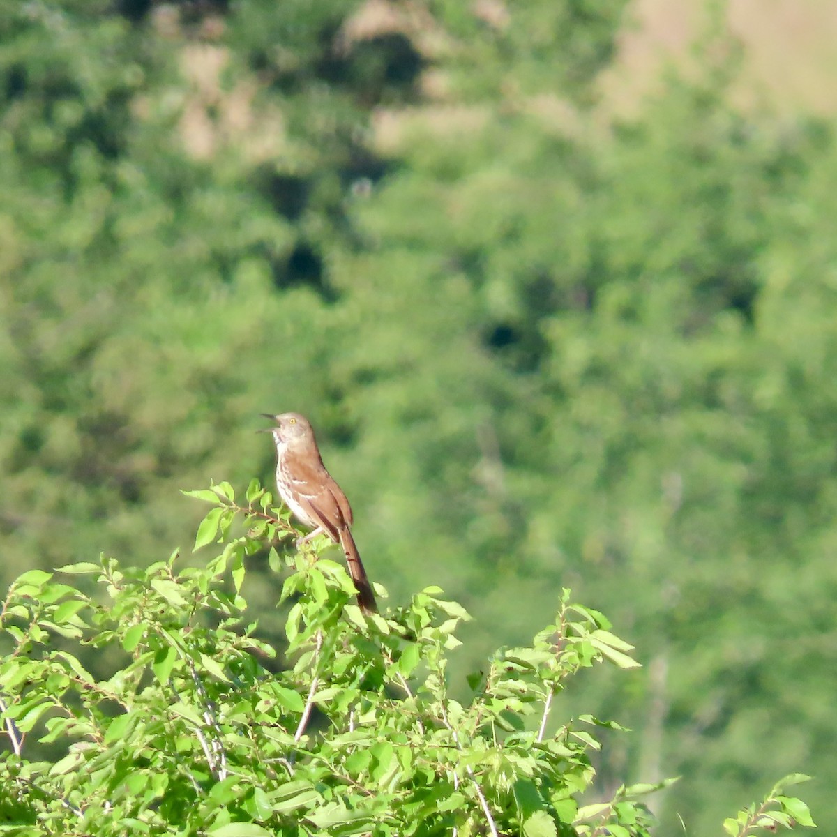 Brown Thrasher - ML620423695