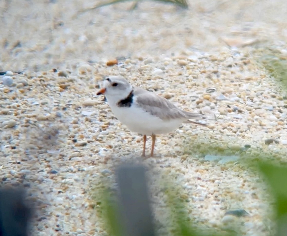 Piping Plover - ML620423698