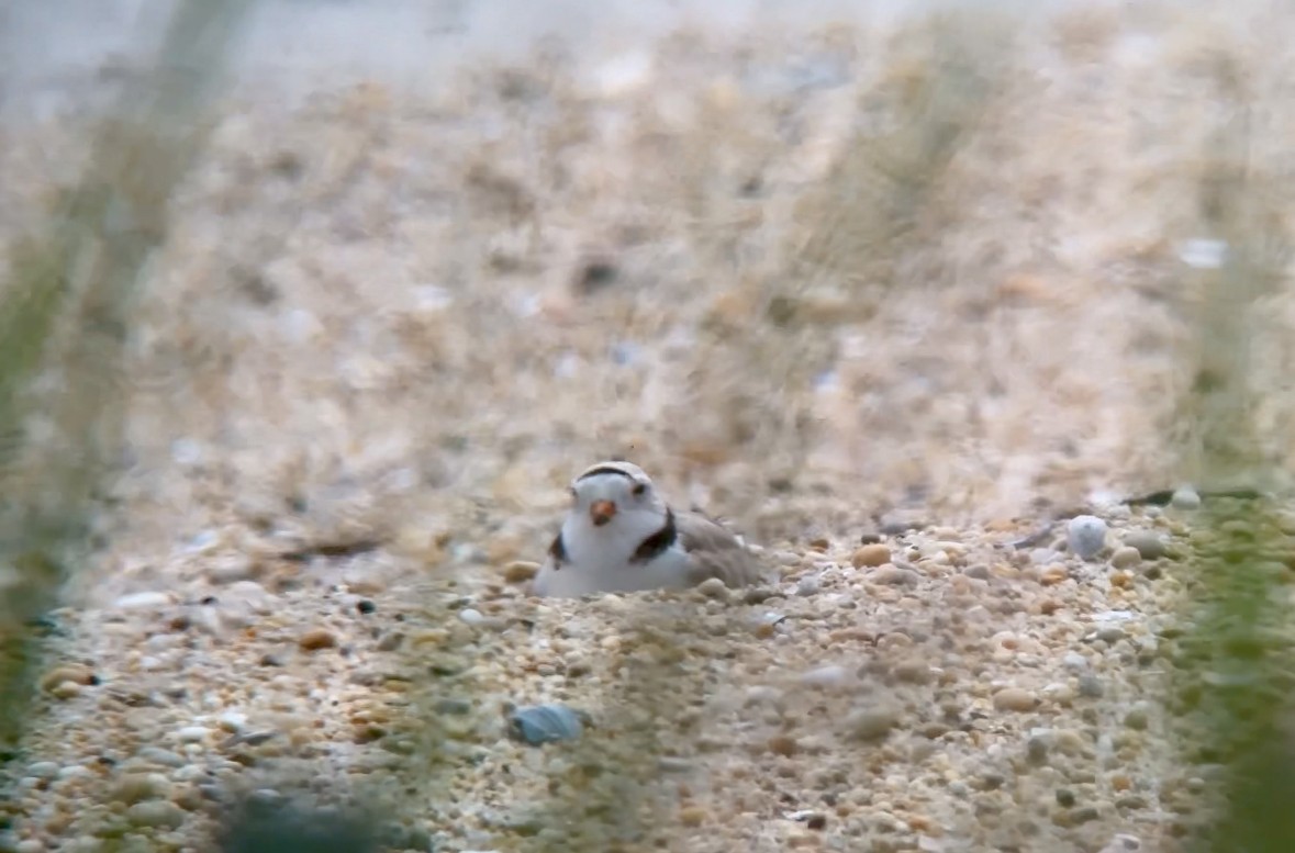 Piping Plover - ML620423699