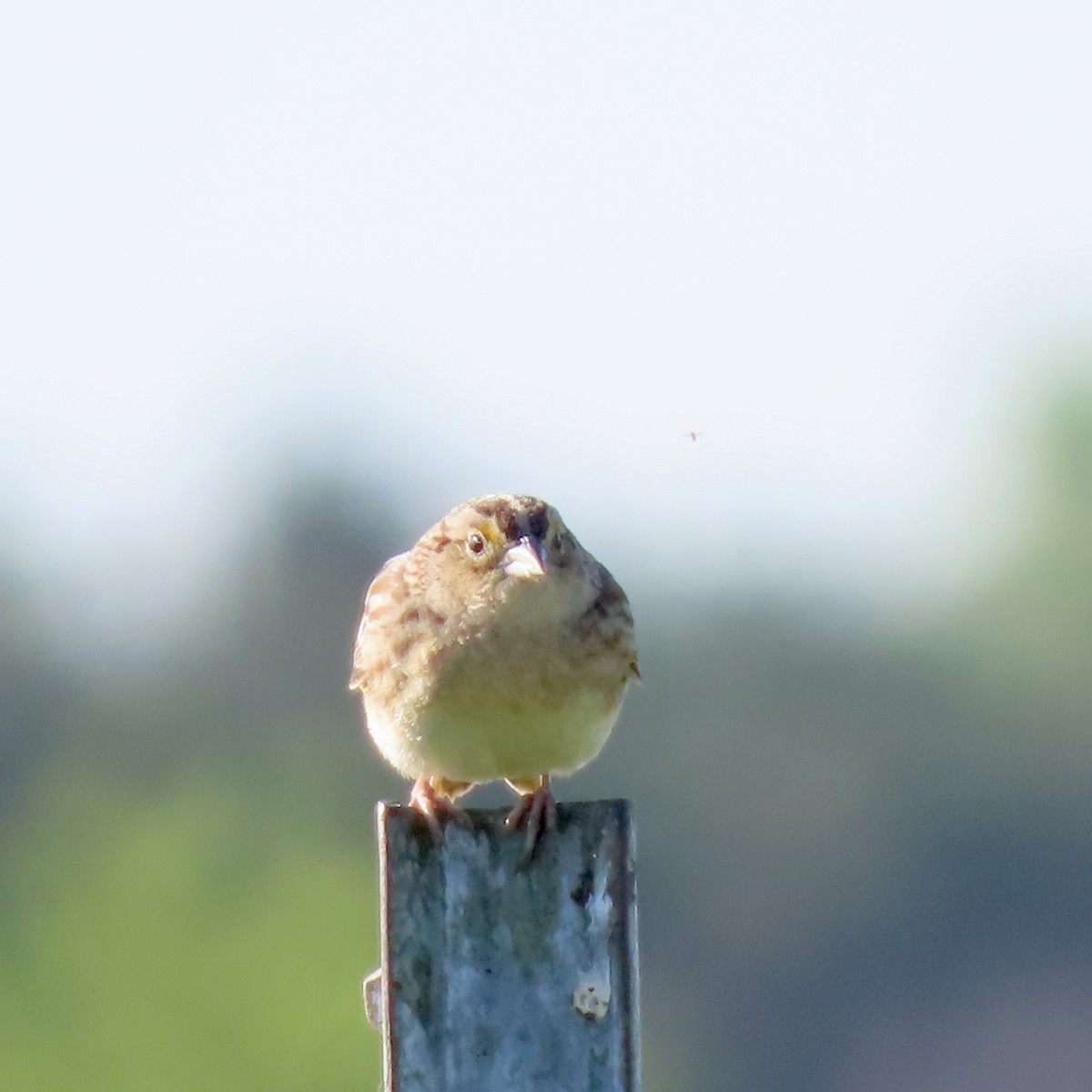 Grasshopper Sparrow - ML620423711