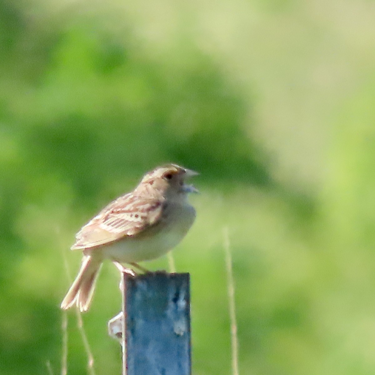 Grasshopper Sparrow - ML620423714
