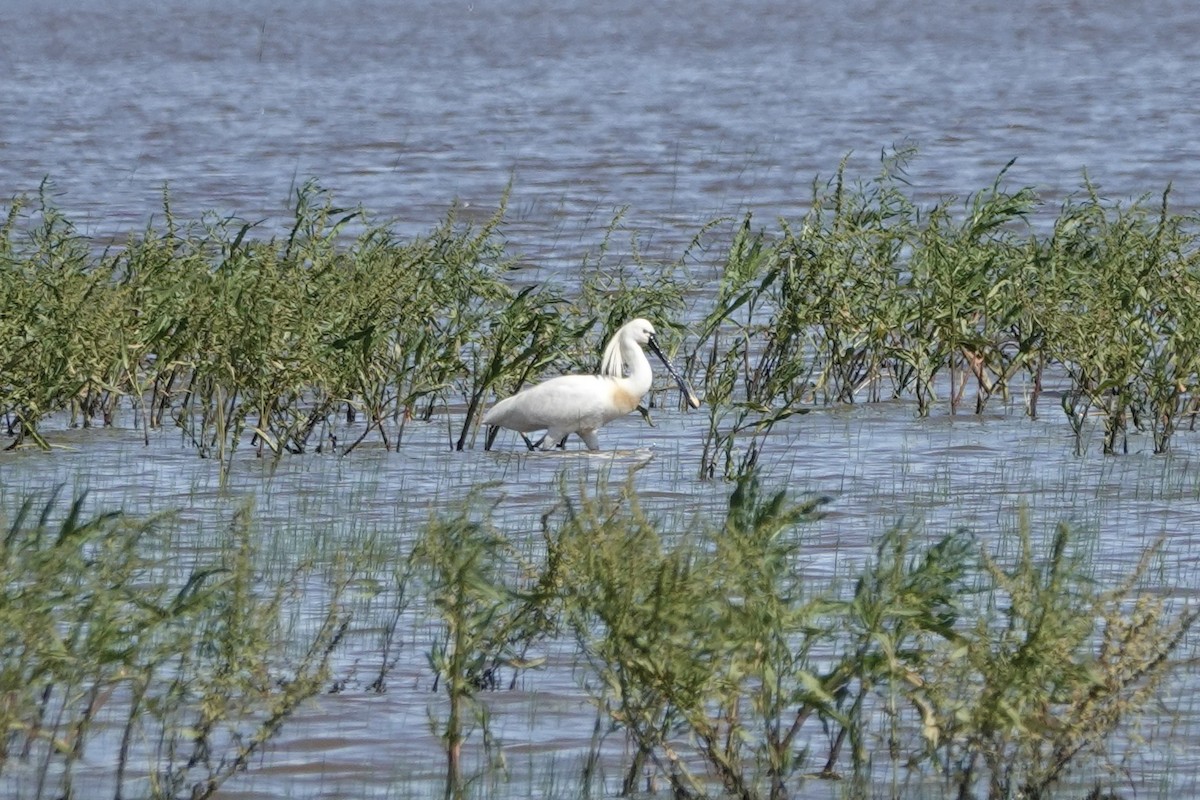 Eurasian Spoonbill - ML620423716