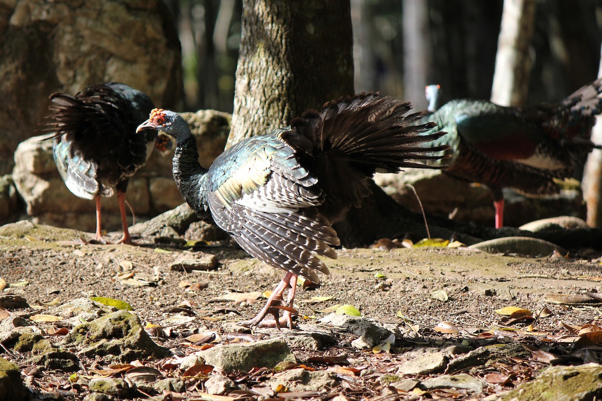 Ocellated Turkey - ML620423721