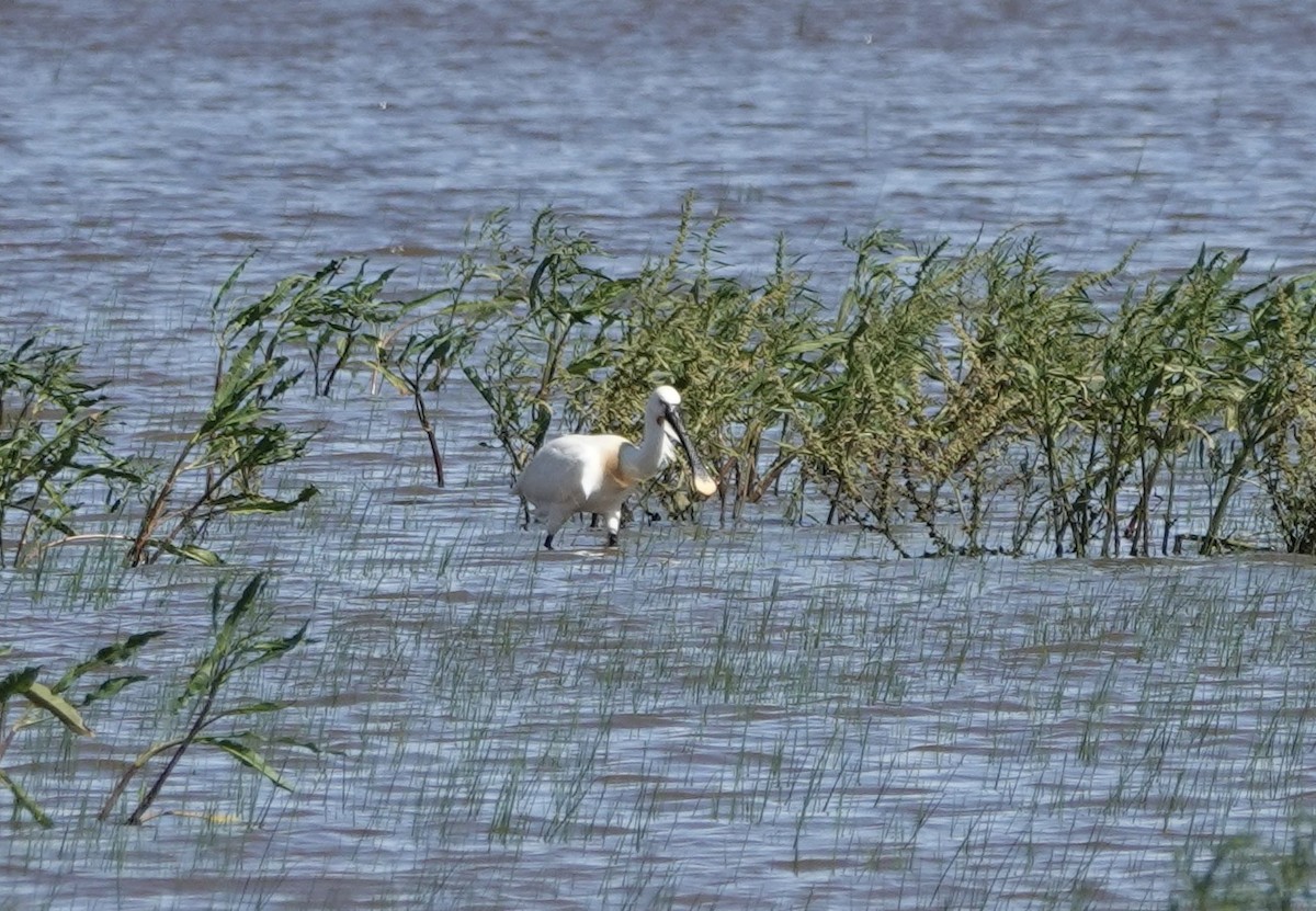 Eurasian Spoonbill - ML620423722