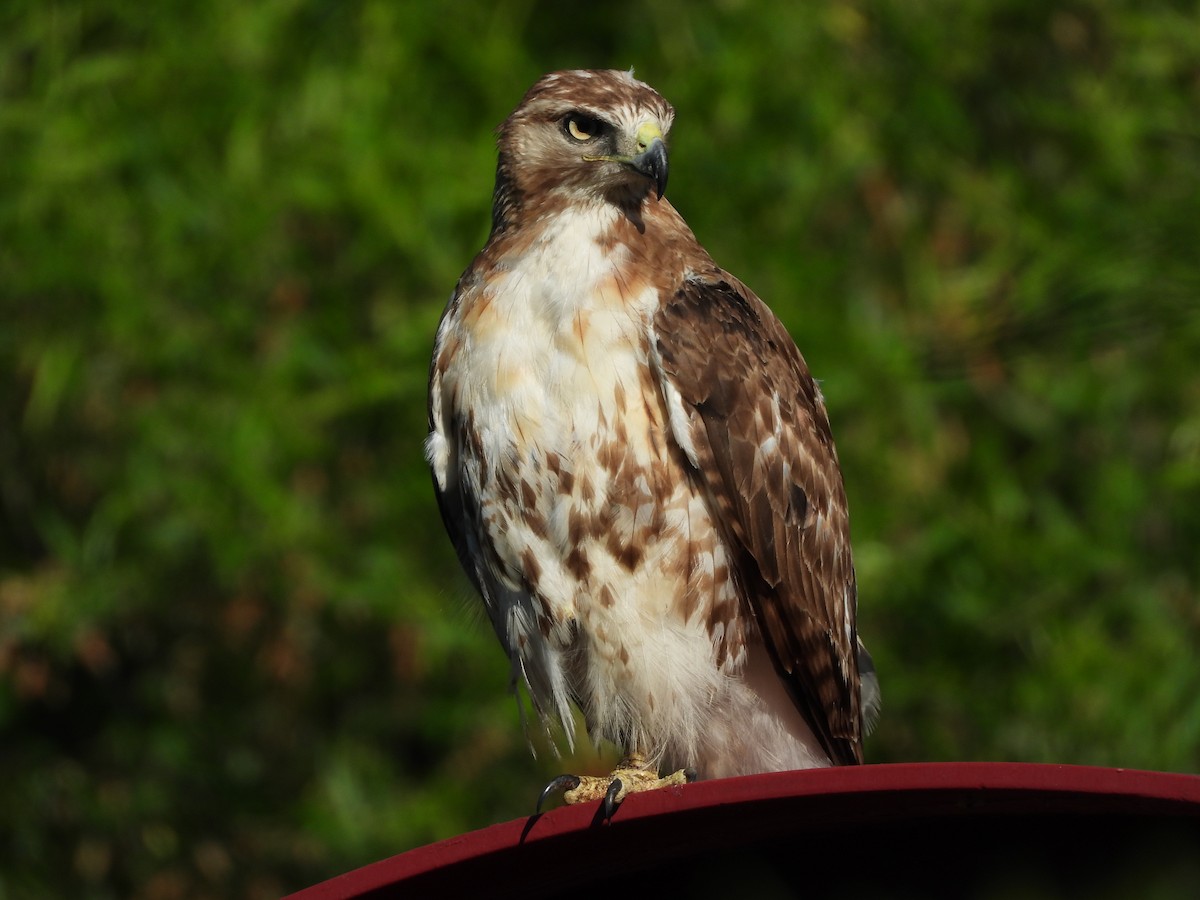 Red-tailed Hawk - ML620423730