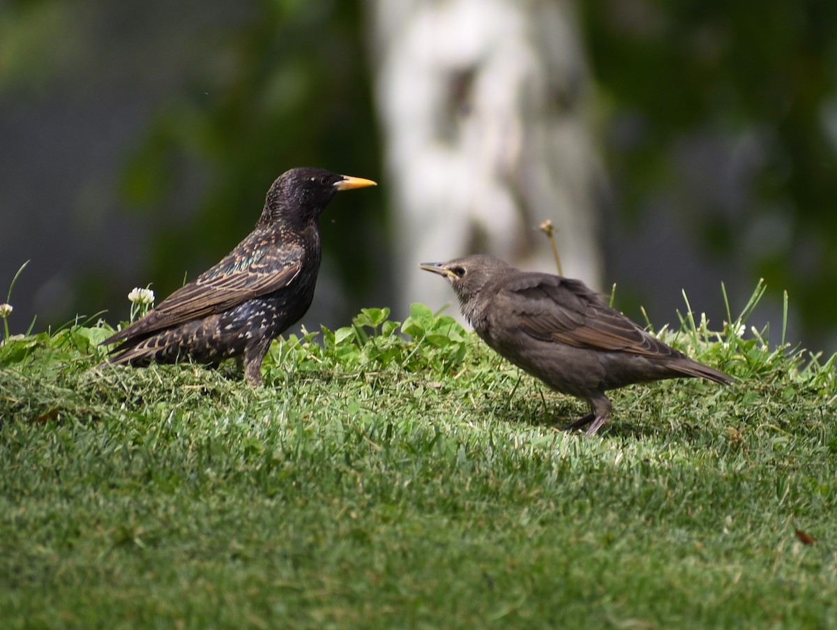 European Starling - ML620423732