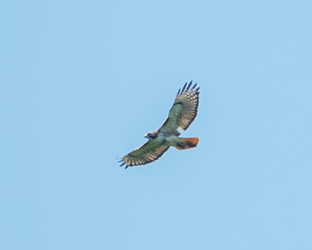 Red-tailed Hawk - ML620423734