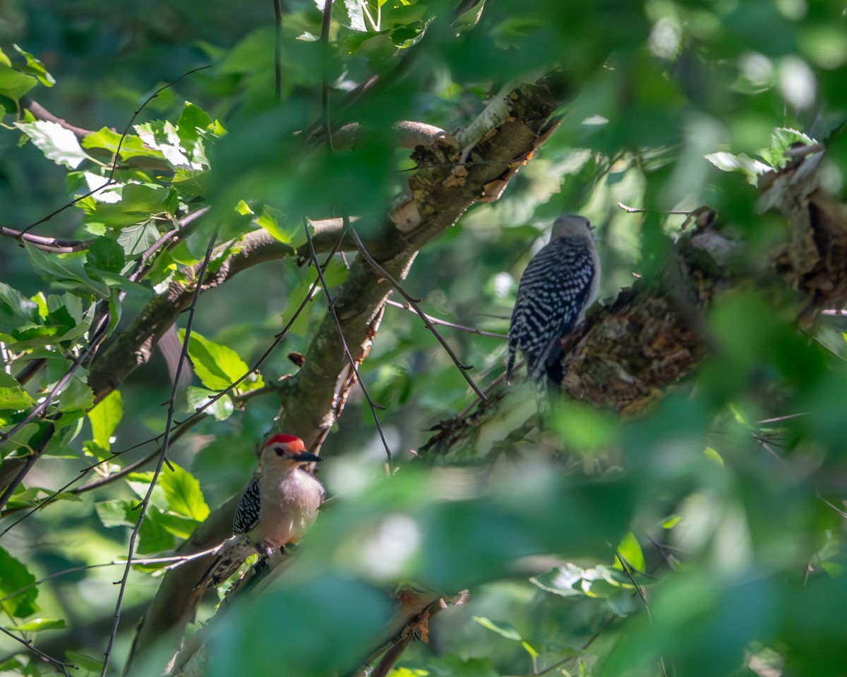 Red-bellied Woodpecker - ML620423736