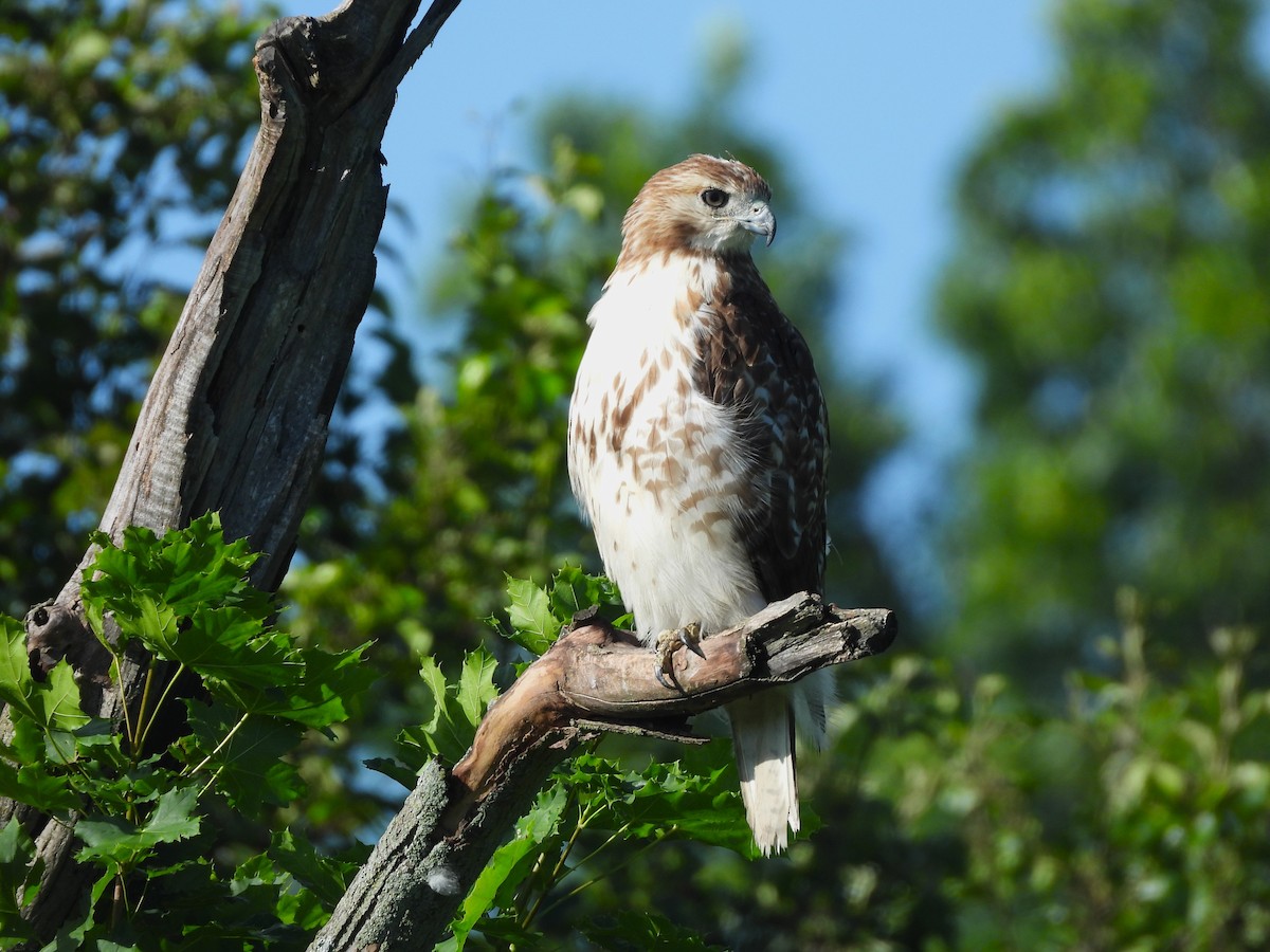 Red-tailed Hawk - ML620423737