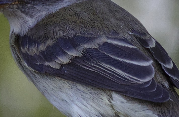 Alder/Willow Flycatcher (Traill's Flycatcher) - ML620423748