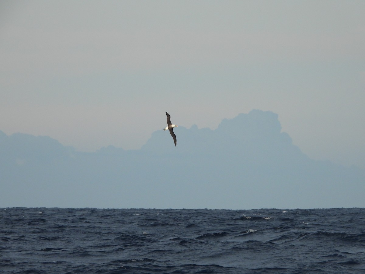 Albatros Ojeroso (impavida) - ML620423749