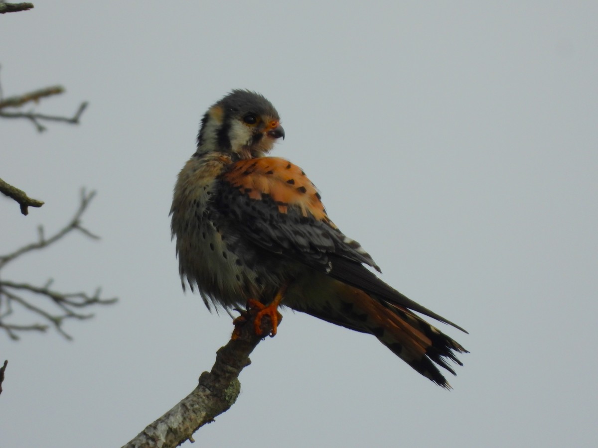 American Kestrel - ML620423751