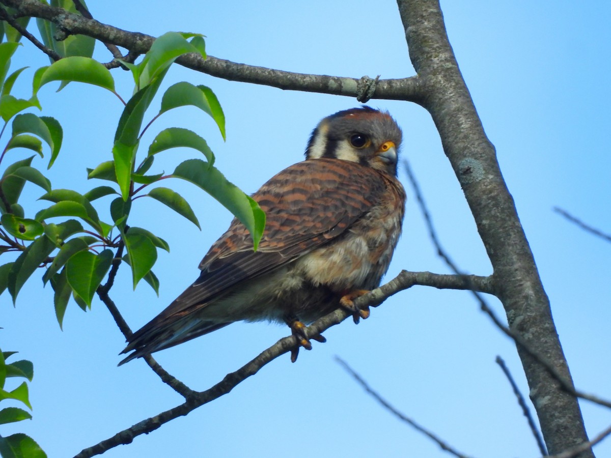 American Kestrel - ML620423752