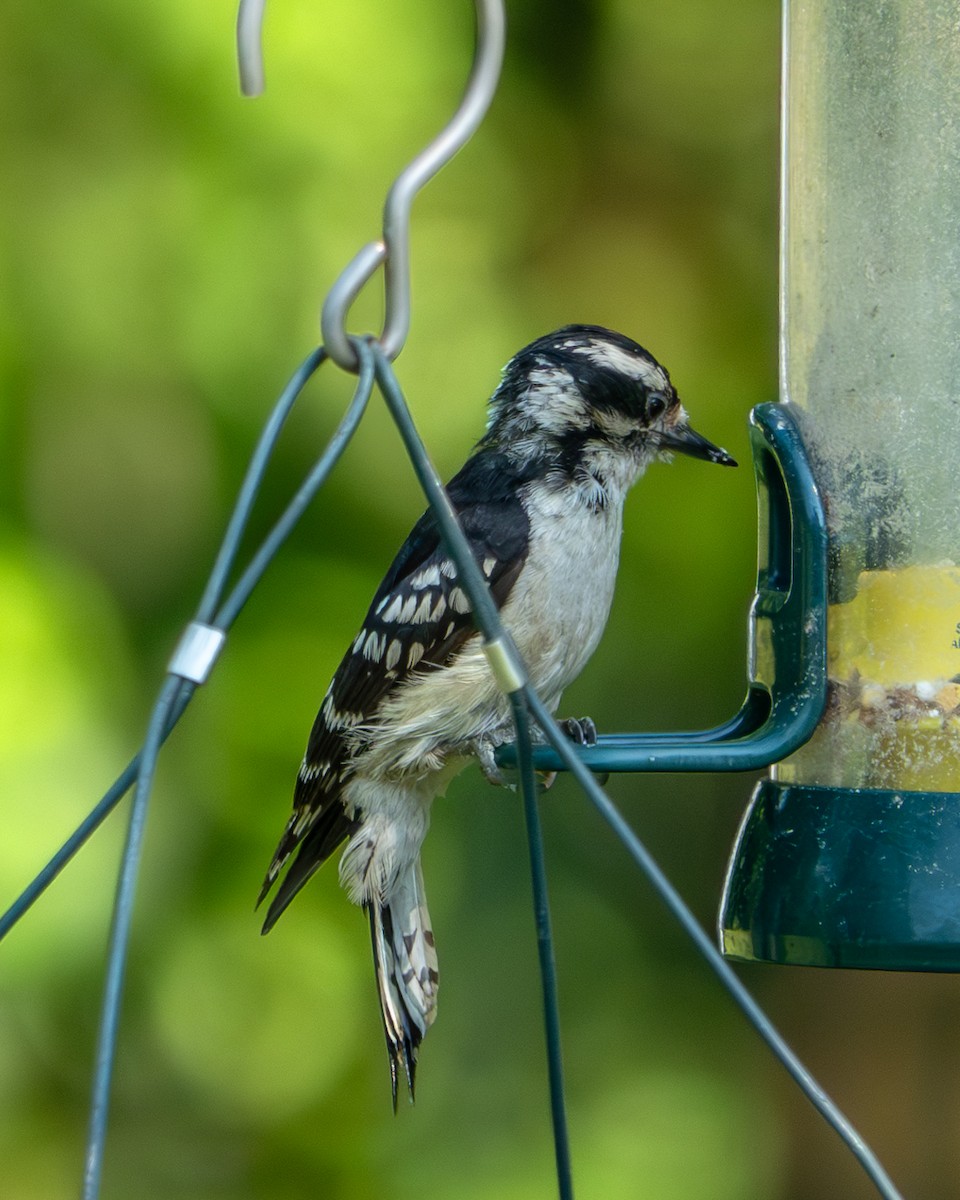 Downy Woodpecker - ML620423754