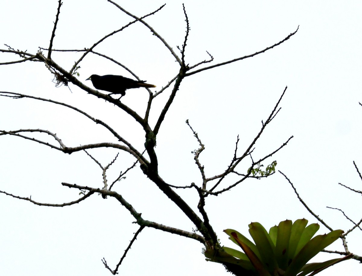 Chestnut-headed Oropendola - ML620423759